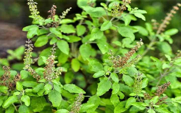 শীতের আগে জ্বর-ঠান্ডায় তুলসী পাতায় উপকারিতা